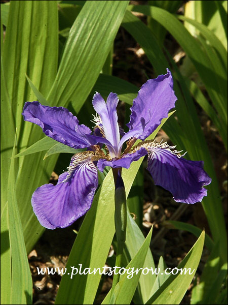 Roof Iris (Iris tectorum)
The crest is shown running down the middle of each fall. (May 16)